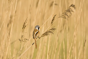 Bearded Tit Panurus biarmicus male in reedbed Titchwell RSPB Reserve Norfolk April Bearded Tit Panurus biarmicus male in reedbed Titchwell RSPB Reserve Norfolk April
