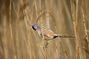 Bearded Tit Panurus biarmicus male in reedbed Titchwell RSPB Reserve Norfolk April