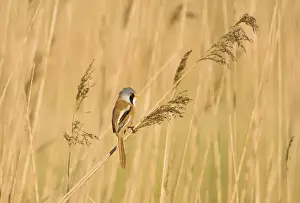 Bearded Tit Panurus biarmicus male in reedbed Titchwell RSPB Reserve Norfolk April