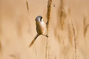 Bearded Tit Panurus biarmicus male in reedbed Titchwell RSPB Reserve Norfolk April