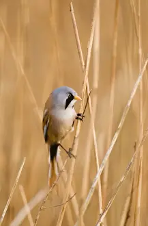 Bearded Tit Panurus biarmicus male in reedbed Titchwell RSPB Reserve Norfolk April