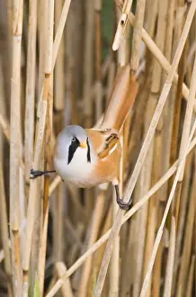 Bearded Tit Panurus biarmicus male in reedbed Titchwell RSPB Reserve Norfolk April