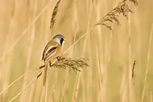 Bearded Tit Panurus biarmicus male in reedbed Titchwell RSPB Reserve Norfolk April