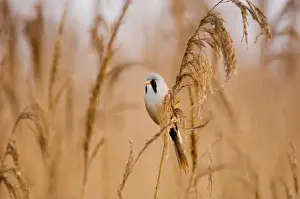 Bearded Tit Panurus biarmicus male in reedbed Titchwell RSPB Reserve Norfolk April
