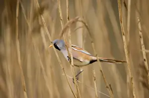 Bearded Tit Panurus biarmicus male in reedbed Titchwell RSPB Reserve Norfolk April