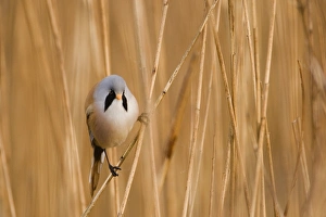 Bearded Tit Panurus biarmicus male Titchwell RSPB Reserve Norfolk March