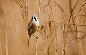 Bearded Tit Panurus biarmicus male Titchwell RSPB Reserve Norfolk March Bearded Tit Panurus biarmicus male Titchwell RSPB Reserve Norfolk March
