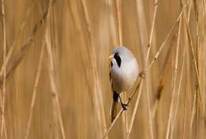 Bearded Tit Panurus biarmicus male Titchwell RSPB Reserve Norfolk March Bearded Tit Panurus biarmicus male Titchwell RSPB Reserve Norfolk March