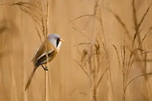 Bearded Tit Panurus biarmicus male Titchwell RSPB Reserve Norfolk March