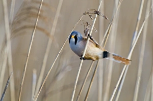 Bearded Tit Panurus biarmicus Titchwell RSPB Reserve Norfolk April Bearded Tit Panurus biarmicus Titchwell RSPB Reserve Norfolk April