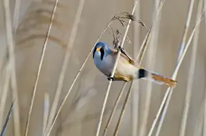 Bearded Tit Panurus biarmicus Titchwell RSPB Reserve Norfolk April