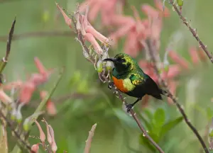 Africa Prints: Beautiful Sunbird Nectarinia pulchella male Baringo Kenya