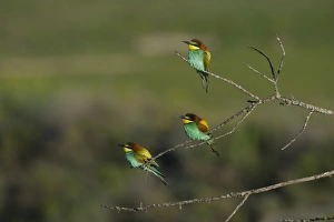 Bee-eater Merops apiaster Spanish Steppes Spain May