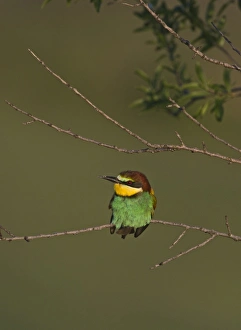 Bee-eater Merops apiaster Spanish Steppes Spain May