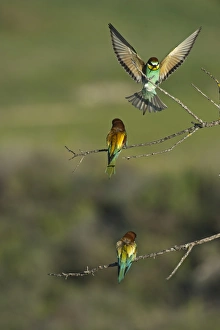 Bee-eater Merops apiaster Spanish Steppes Spain May