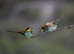 Bee-eater Merops apiaster Spanish Steppes Spain May