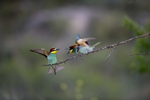 Bee-eater Merops apiaster Spanish Steppes Spain May