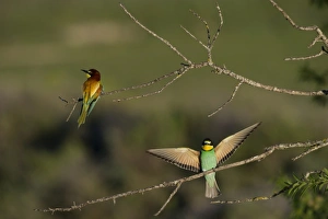 Bee-eater Merops apiaster Spanish Steppes Spain May