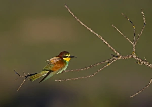 Bee-eater Merops apiaster Spanish Steppes Spain May