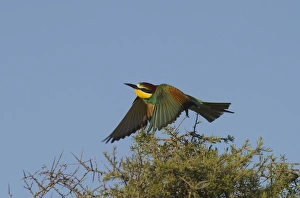 Bee-eater Merops apiaster Spanish Steppes Spain May