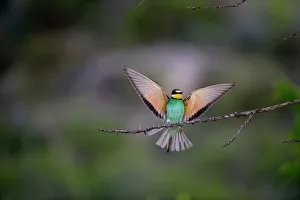 Bee-eater Merops apiaster Spanish Steppes Spain May