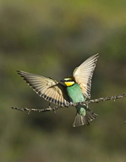 Bee-eater Merops apiaster Spanish Steppes Spain May