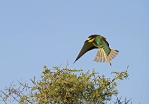 Bee-eater Merops apiaster Spanish Steppes Spain May