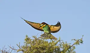 Bee-eater Merops apiaster Spanish Steppes Spain May
