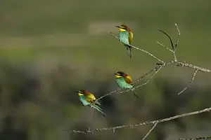 Bee-eater Merops apiaster Spanish Steppes Spain May