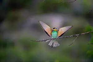 Bird Prints: Bee-eater Merops apiaster Spanish Steppes Spain May