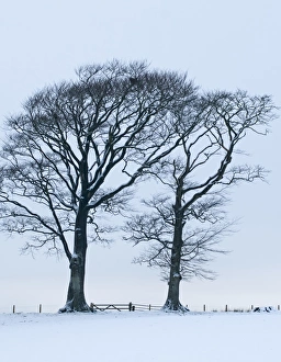 Beech Trees in the snow near Gretna Scotland December Beech Trees in the snow near Gretna Scotland December
