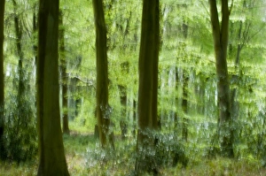 Trees Prints: Beech Woodland on Sandringham Estate Norfolk, spring