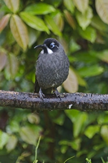 Belfords Honeyeater Melidictes belfordi Kumul Lodge Western Highlands Papua New Guinea