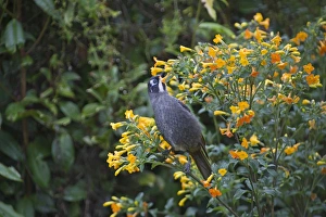 Belfords Honeyeater Melidictes belfordi Kumul Lodge Western Highlands Papua New Guinea