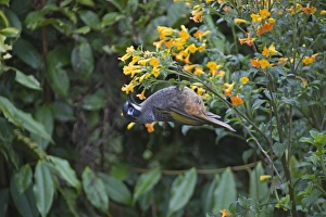 Belfords Honeyeater Melidictes belfordi Kumul Lodge Western Highlands Papua New Guinea