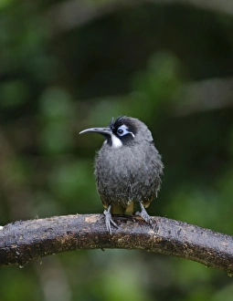 Belfords Honeyeater Melidictes belfordi Kumul Lodge Western Highlands Papua New Guinea