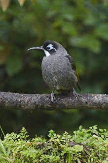 Belfords Honeyeater Melidictes belfordi Kumul Lodge Western Highlands Papua New Guinea