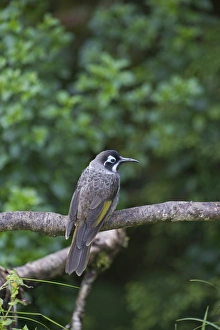 Belfords Honeyeater Melidictes belfordi Kumul Lodge Western Highlands Papua New Guinea