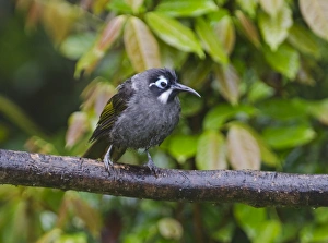 Belfords Honeyeater Melidictes belfordi Kumul Lodge Western Highlands Papua New Guinea