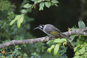 Belfords Honeyeater Melidictes belfordi Kumul Lodge Western Highlands Papua New Guinea