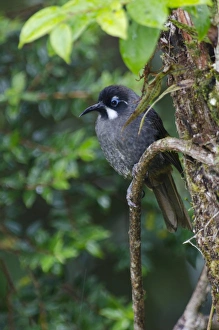 Belfords Honeyeater Melidictes belfordi Kumul Lodge Western Highlands Papua New Guinea