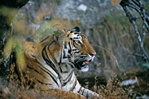 Bengal Tiger, Panthera tigris, female, Bandavgarh National Park, India Bengal Tiger, Panthera tigris, female, Bandavgarh National Park, India