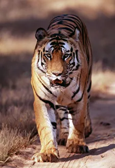 Bengal Tiger, Panthera tigris, male, Bandavgarh National Park, India Bengal Tiger, Panthera tigris, male, Bandavgarh National Park, India