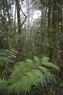 Bensons Trail in rain forest at 7ooo feet at Tari in Southern Highlands Papua New Guinea Bensons Trail in rain forest at 7ooo feet at Tari in Southern Highlands Papua New Guinea