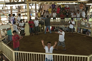 Betting before the start of a Cock fight Palawan Philippines Betting before the start of a Cock fight Palawan Philippines