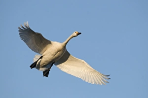 Bewicks Swan Cygnus columbianus coming in to land Slimbridge Glos UK winter