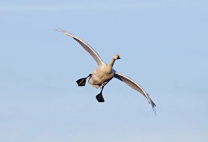 Bewicks Swan Cygnus columbianus coming in to land Slimbridge Glos UK winter Bewicks Swan Cygnus columbianus coming in to land Slimbridge Glos UK winter