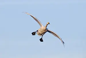 Slimbridge Prints: Bewicks Swan Cygnus columbianus coming in to land Slimbridge Glos UK winter