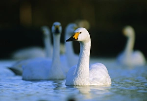 Bewicks Swan Slimbridge Glos winter