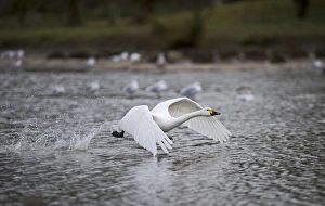 Bewicks Swan Slimbridge Glos winter